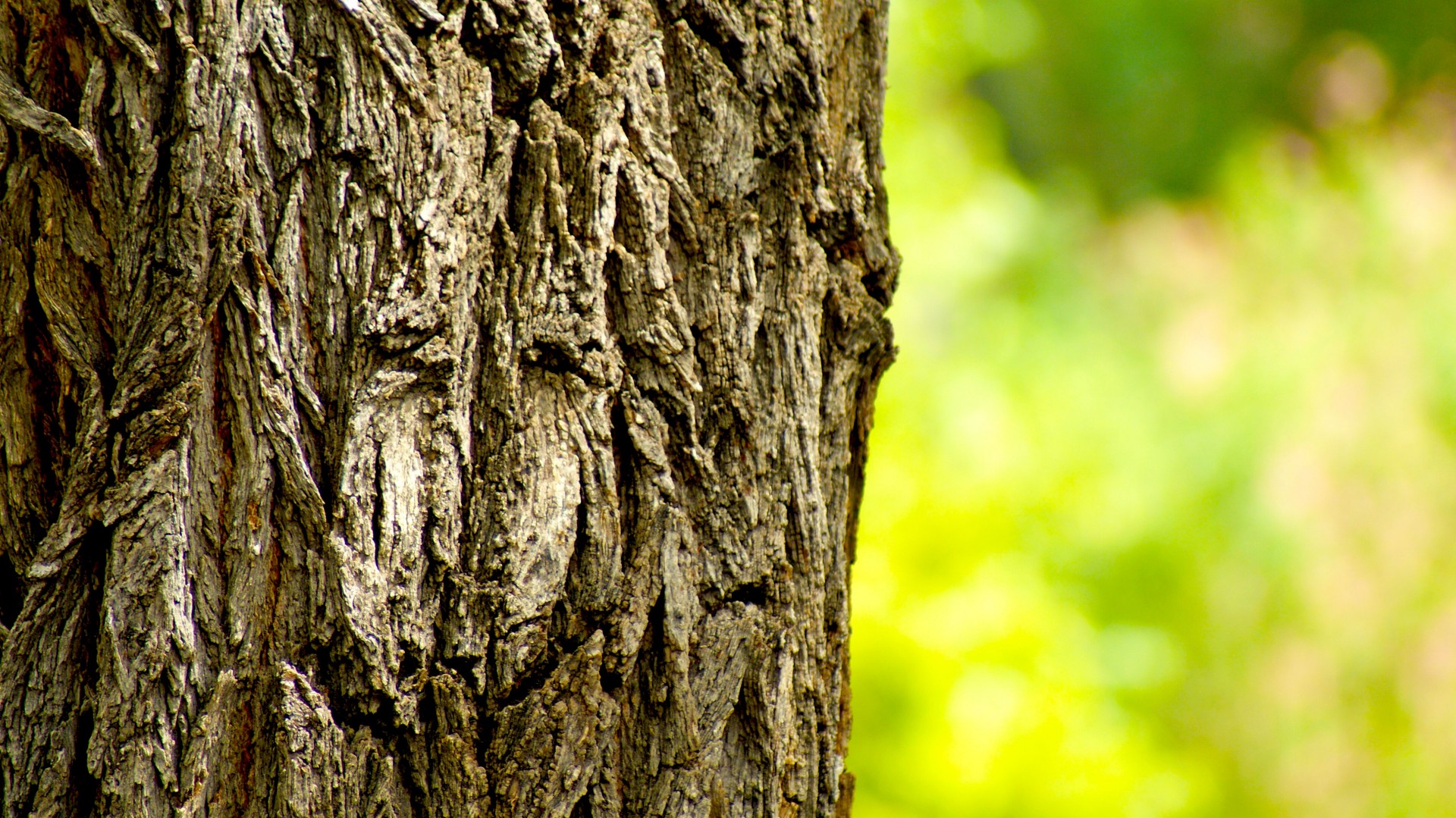 bark tree bark on a tree free photo