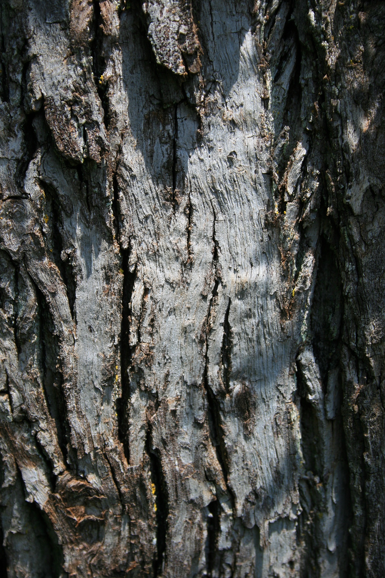 tree trunk bare free photo