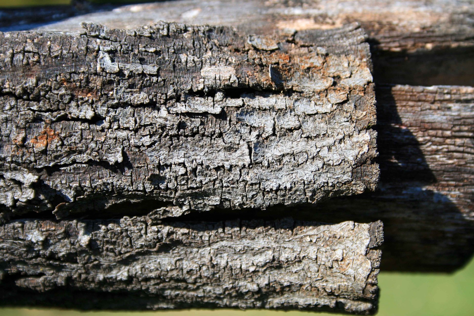 wood stump bark free photo