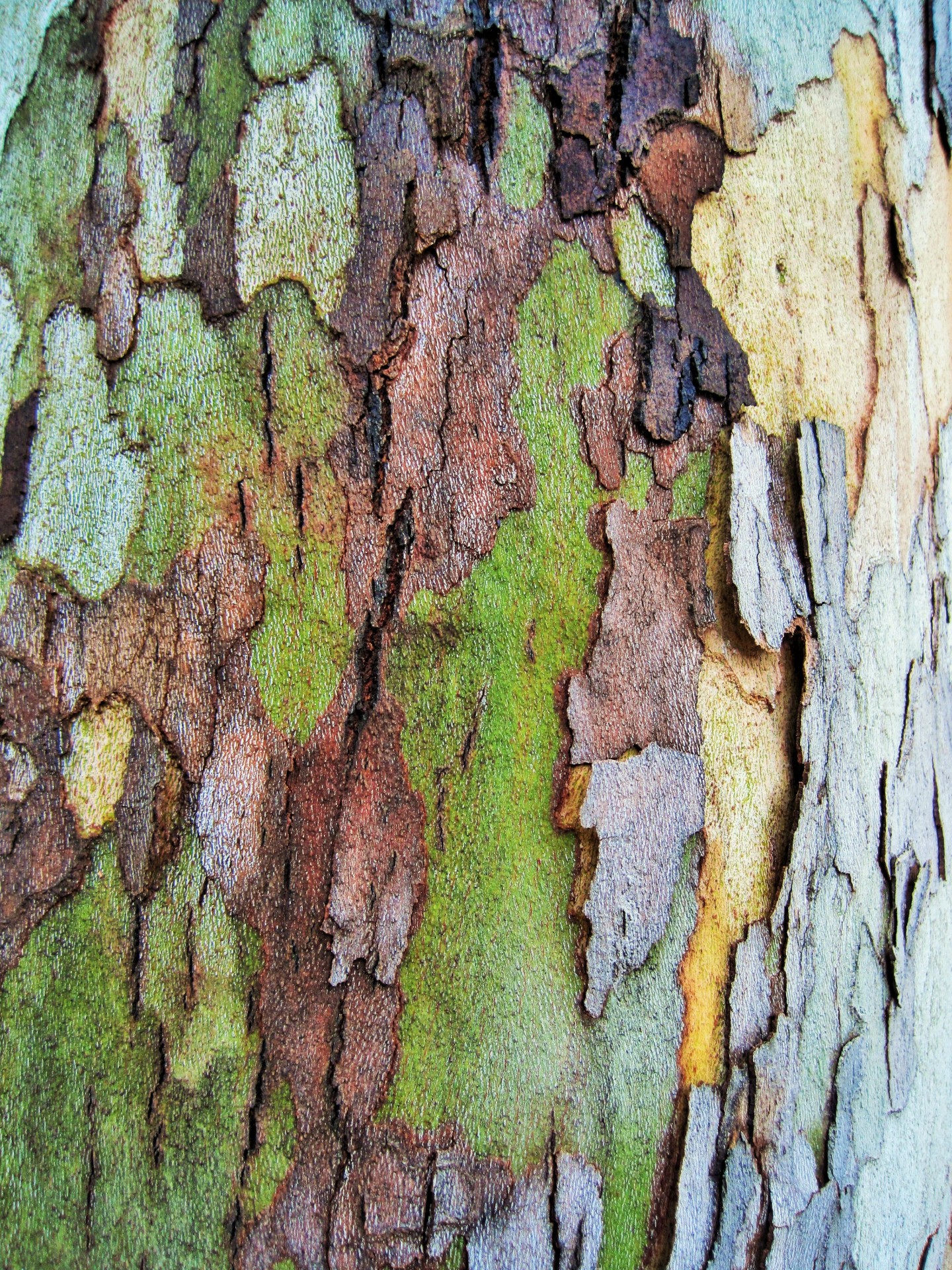 bark flaking patches free photo