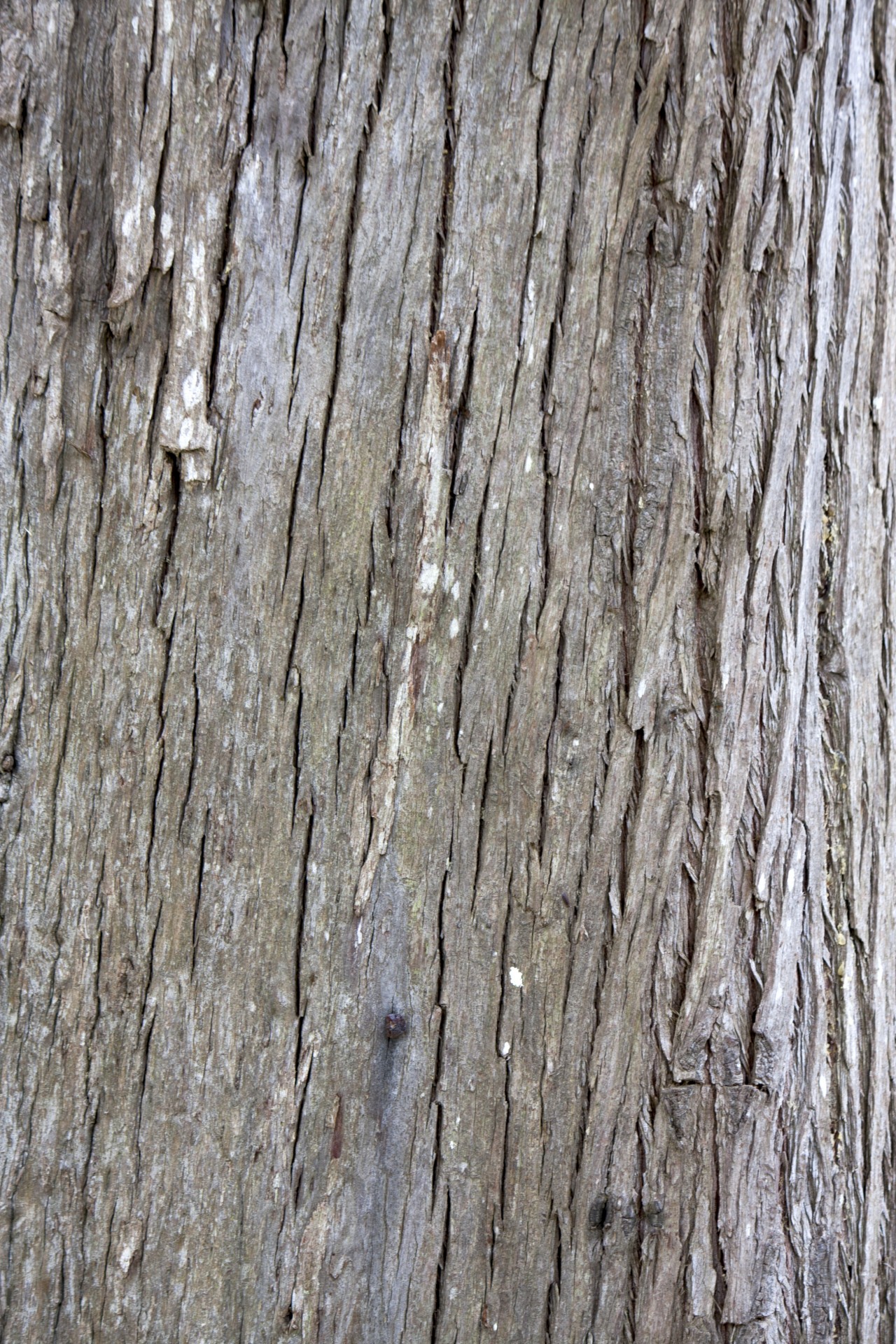 bark tree texture free photo