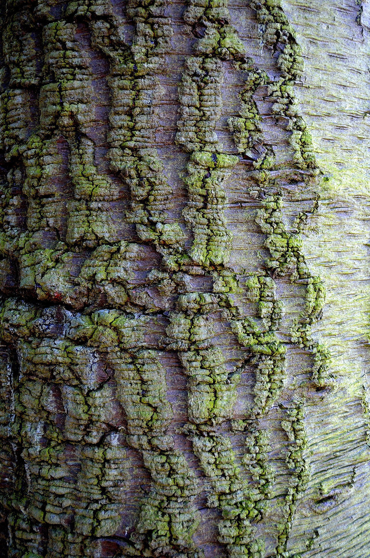 bark tree background free photo