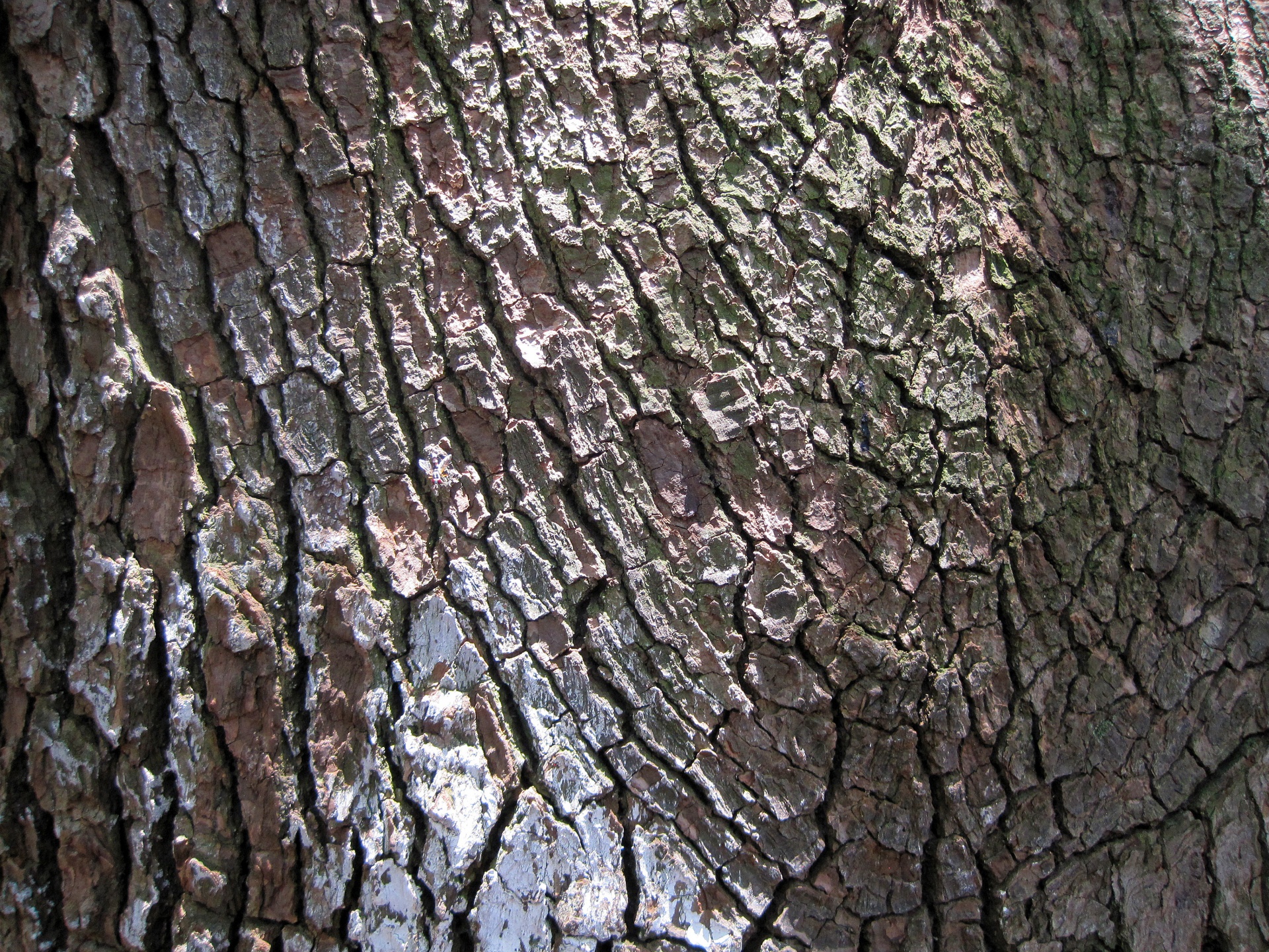 pattern bark tree free photo