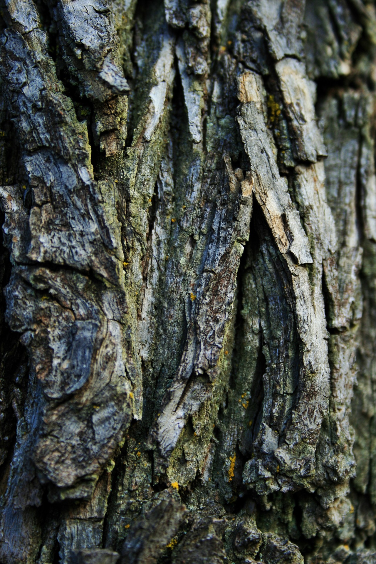 tree bark rough free photo