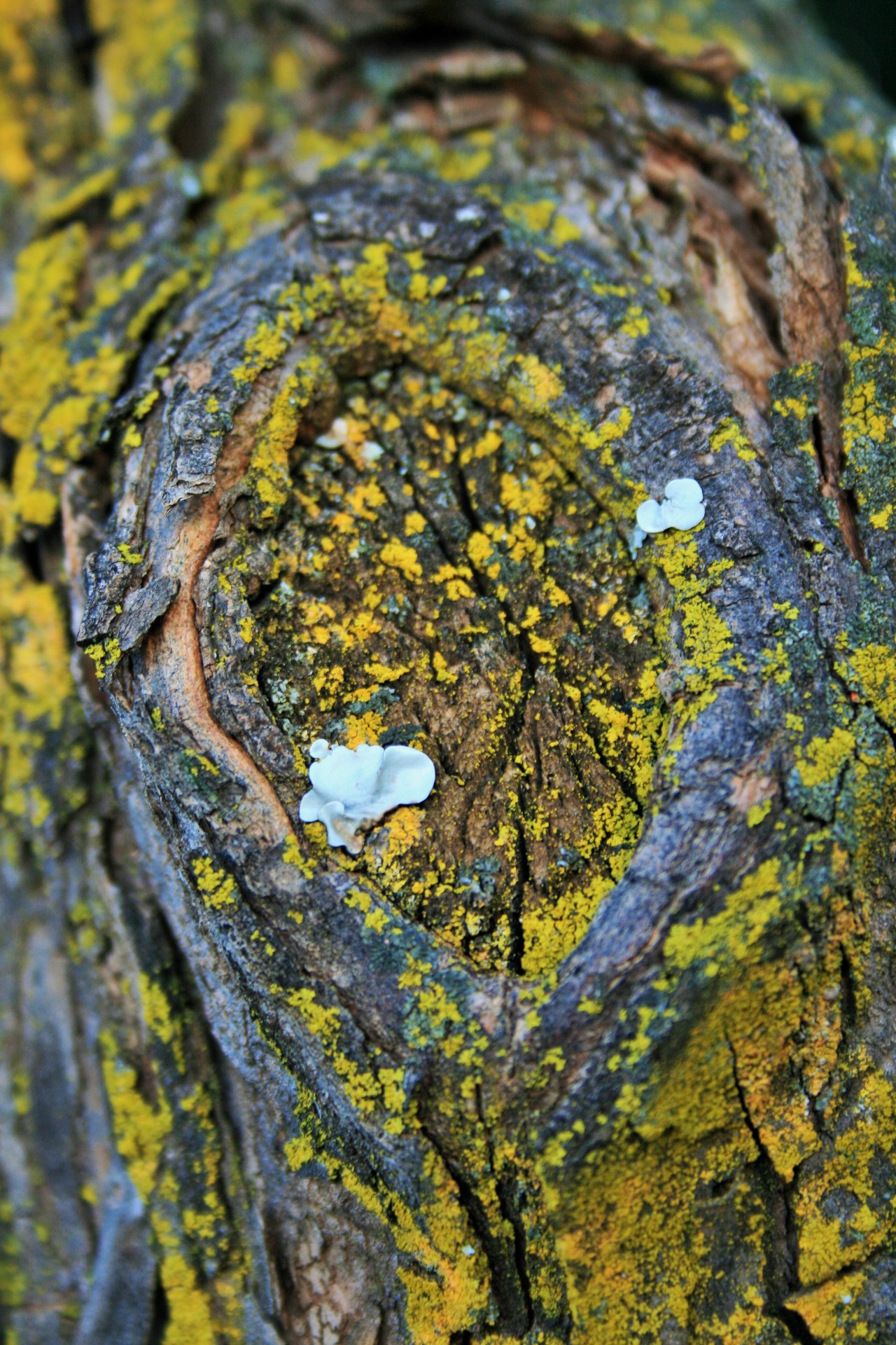 tree bark lichen free photo