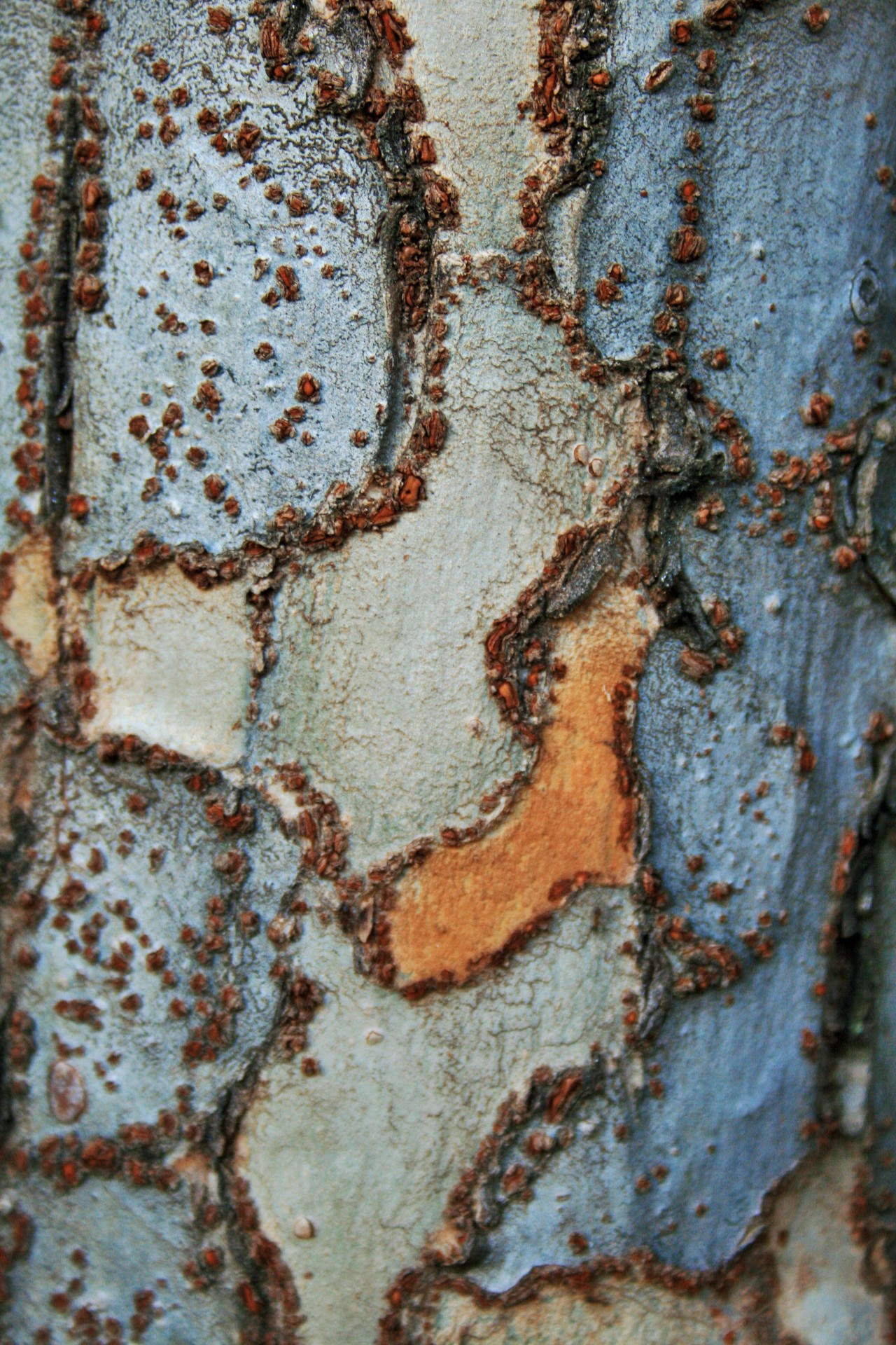 tree bark patterned free photo