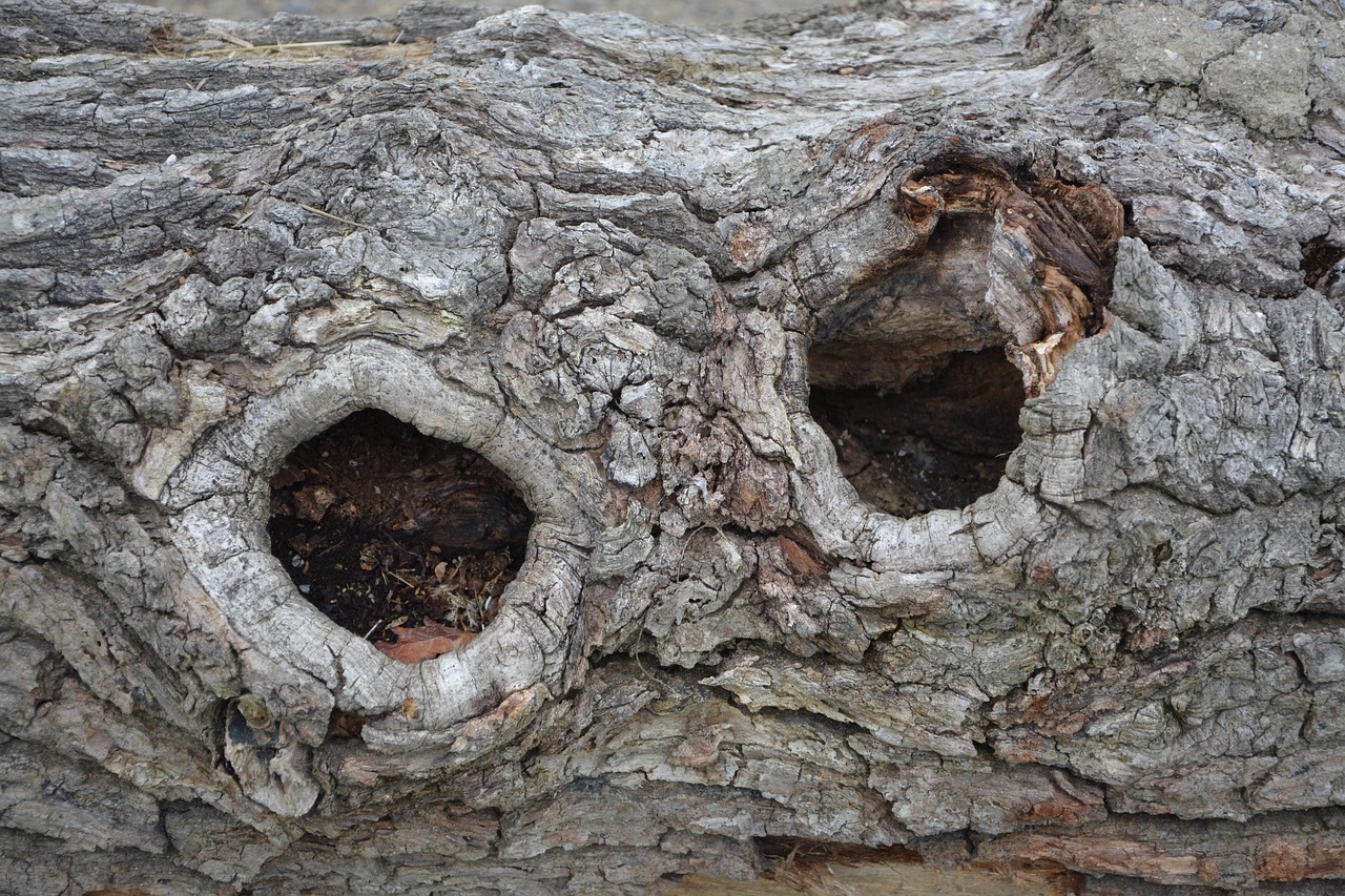 bark wood nodes tree free photo