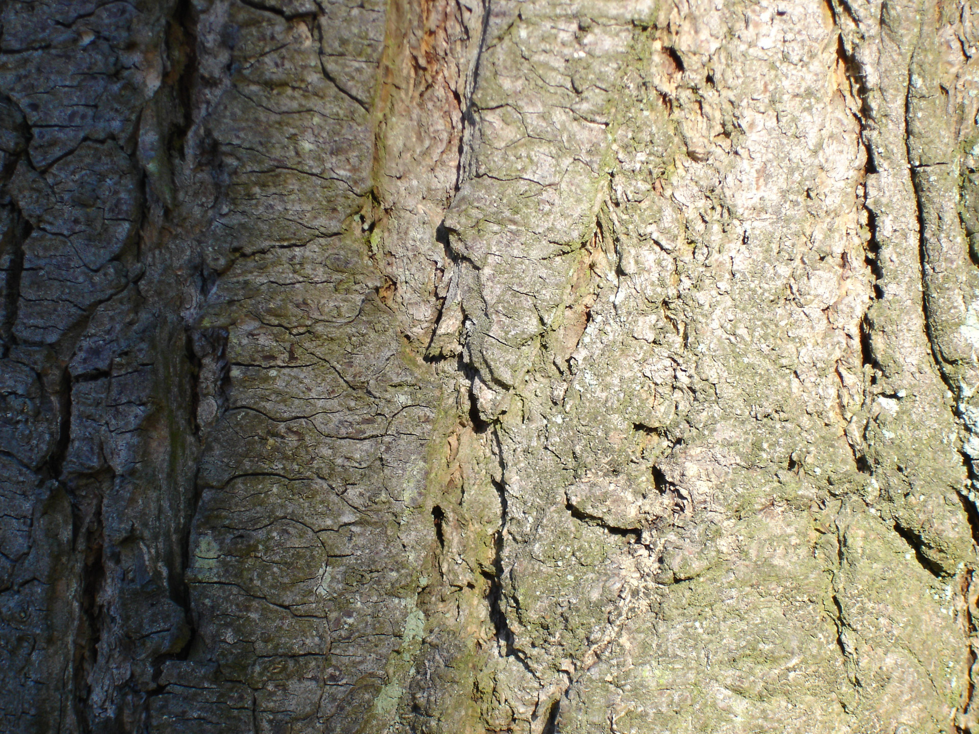 bark tree wood free photo