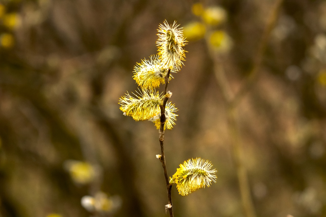 barka  willow flower  open free photo