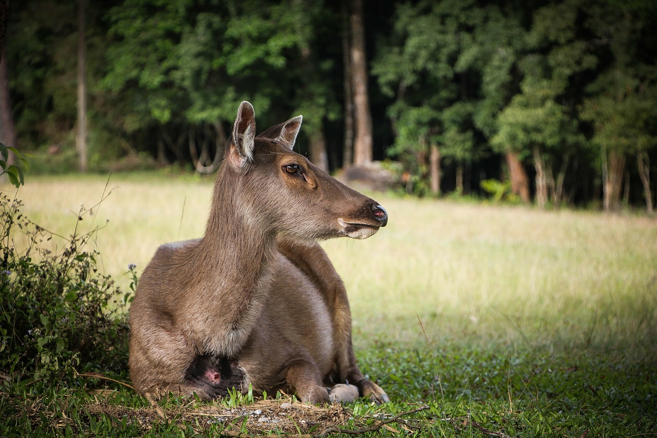 barking deer deer wildlife free photo