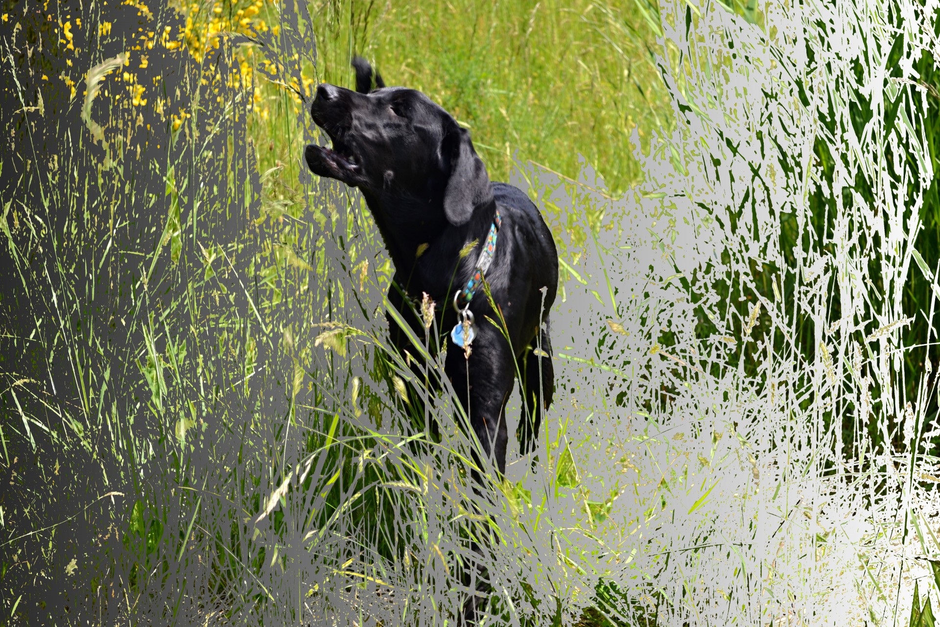 dog barking grass free photo