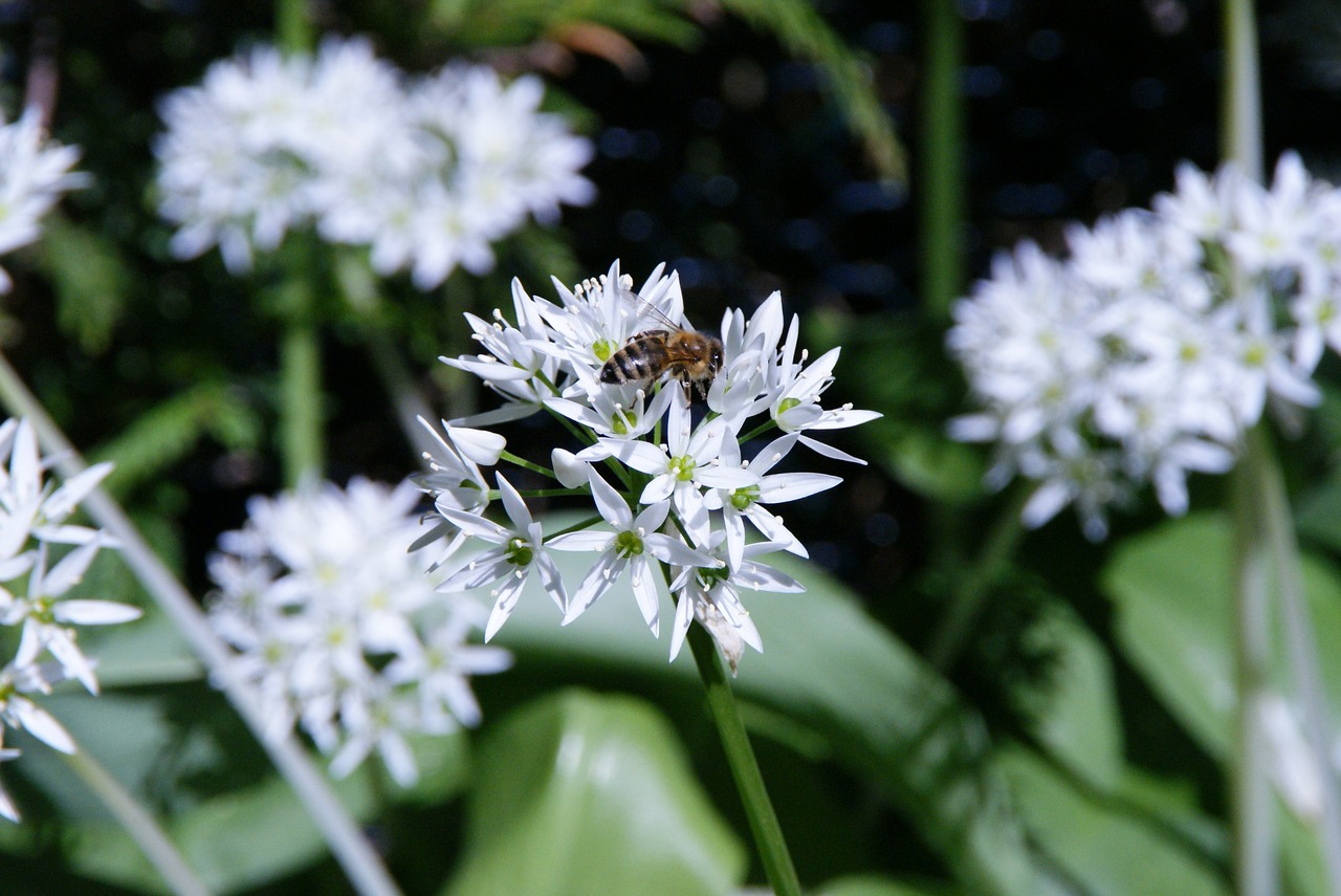 bärlauch bloom bear's garlic bee free photo