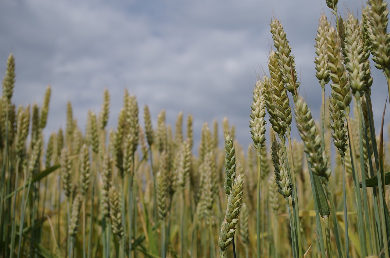 barley the grain field free photo