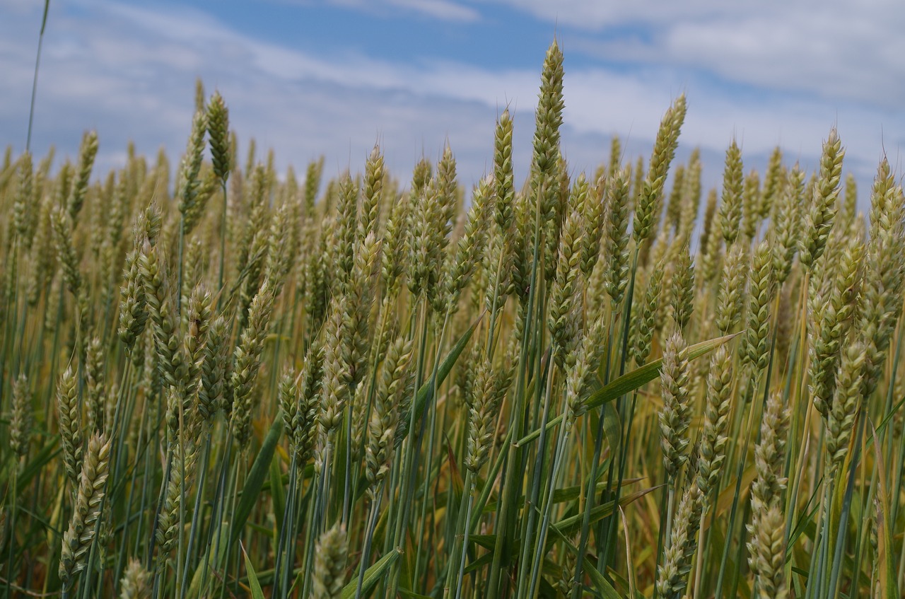 barley field nature free photo