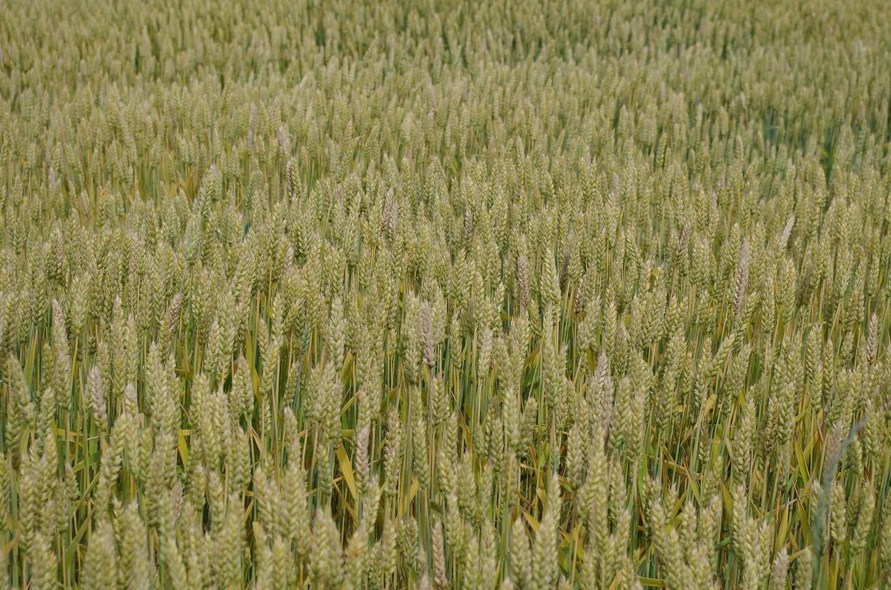 barley field nature free photo