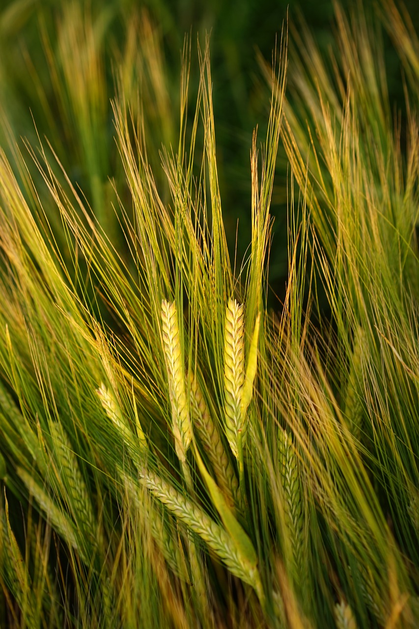 barley field spike free photo