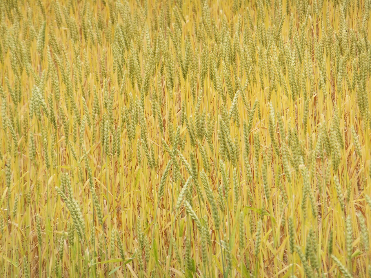 barley field nature free photo