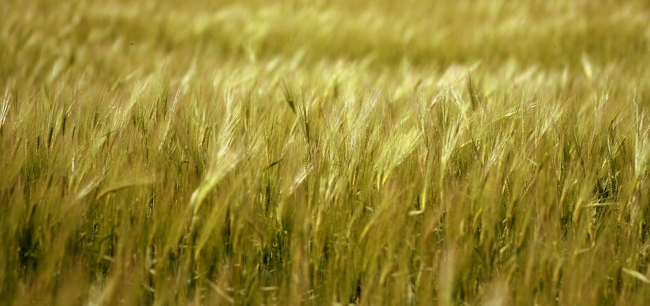 barley grain plain free photo