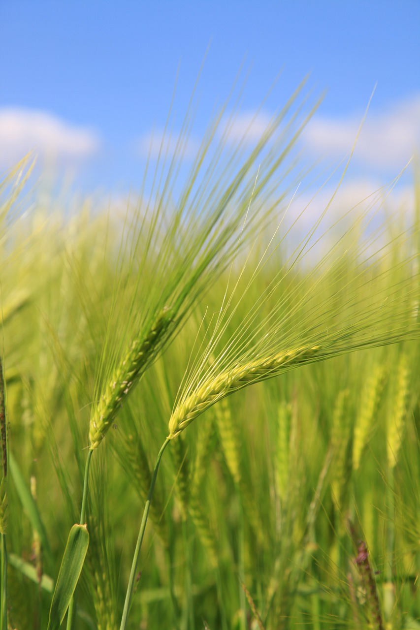 barley wheat fields free photo