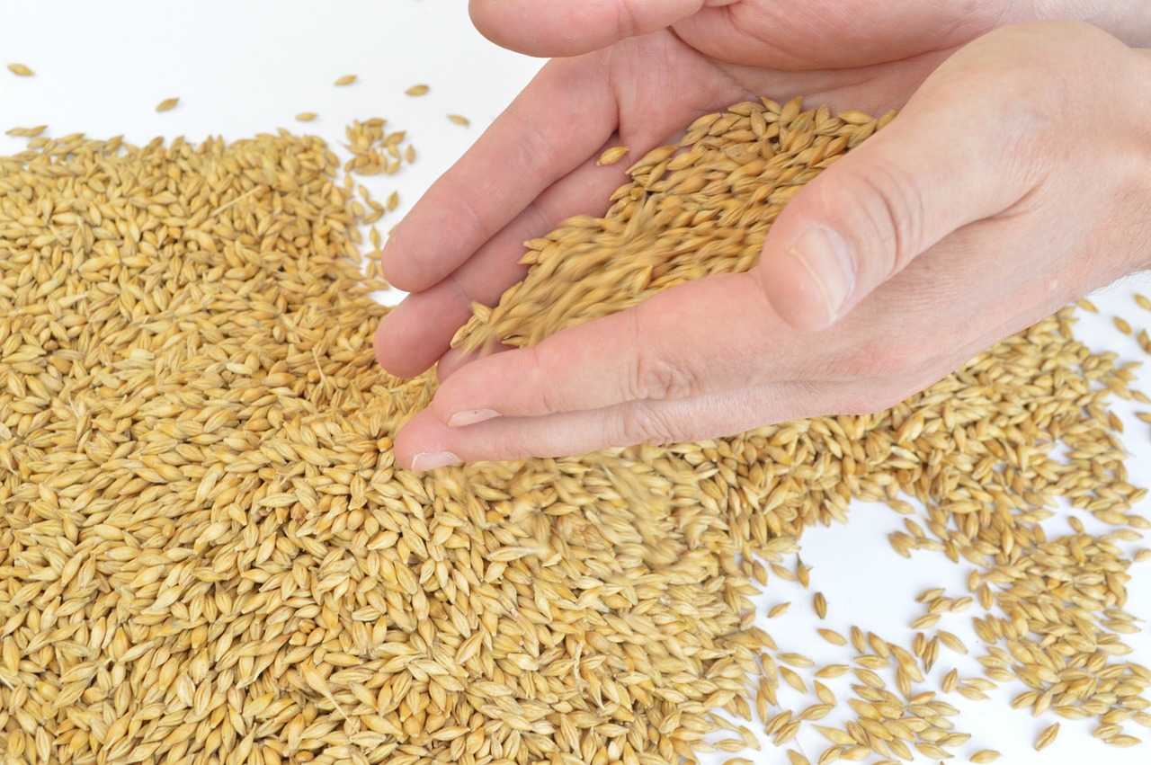 barley hands grains free photo