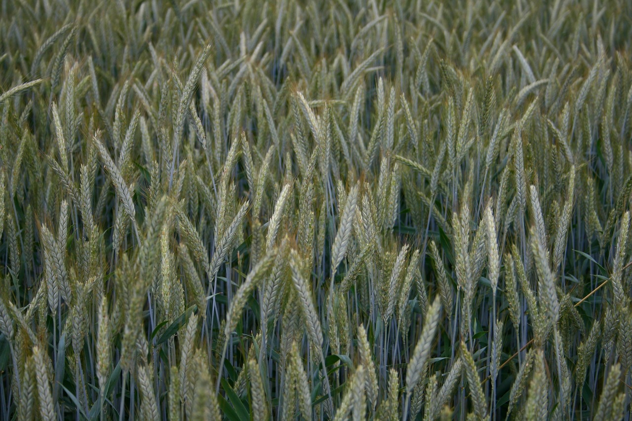 barley hops immature free photo