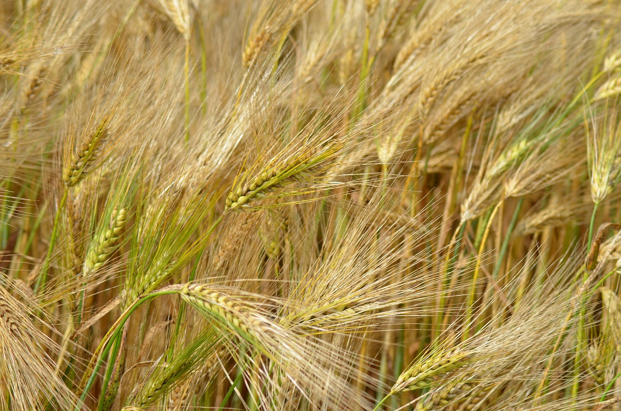 barley cereal agriculture free photo