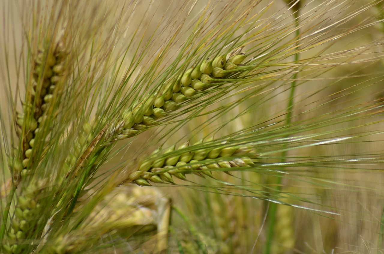 barley cereal agriculture free photo