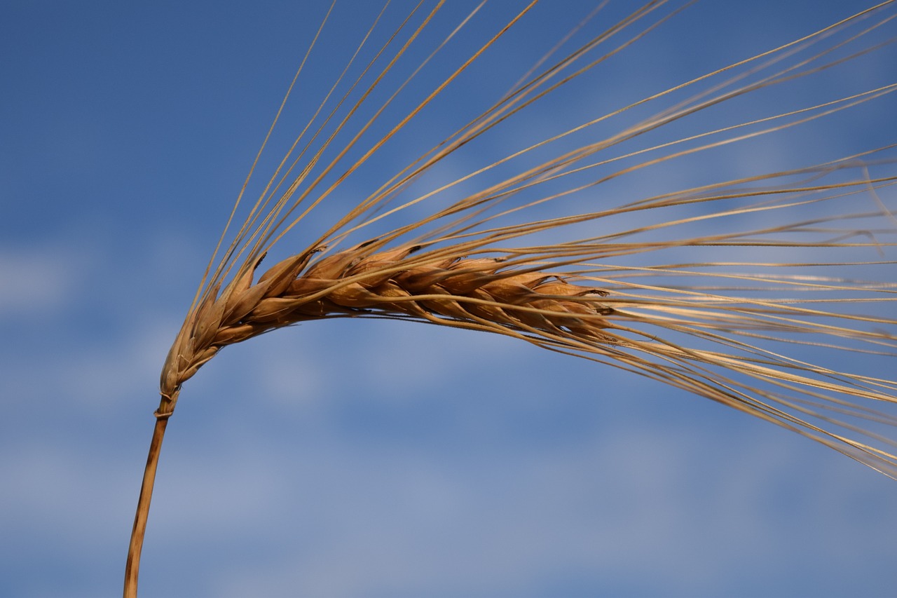 barley ear cereals free photo