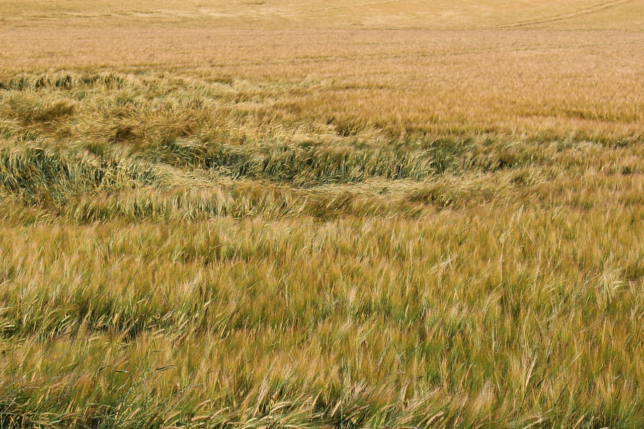 barley field wind free photo