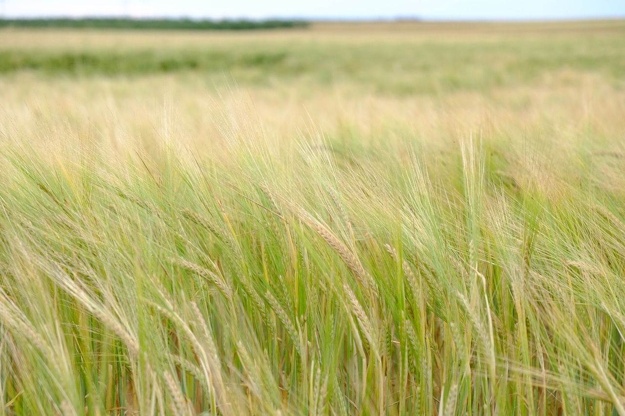 barley cereals barley field free photo