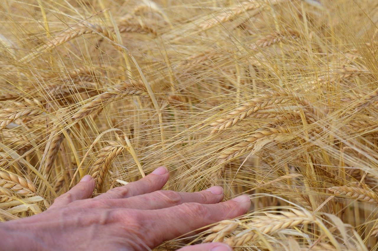 barley barley field hand free photo