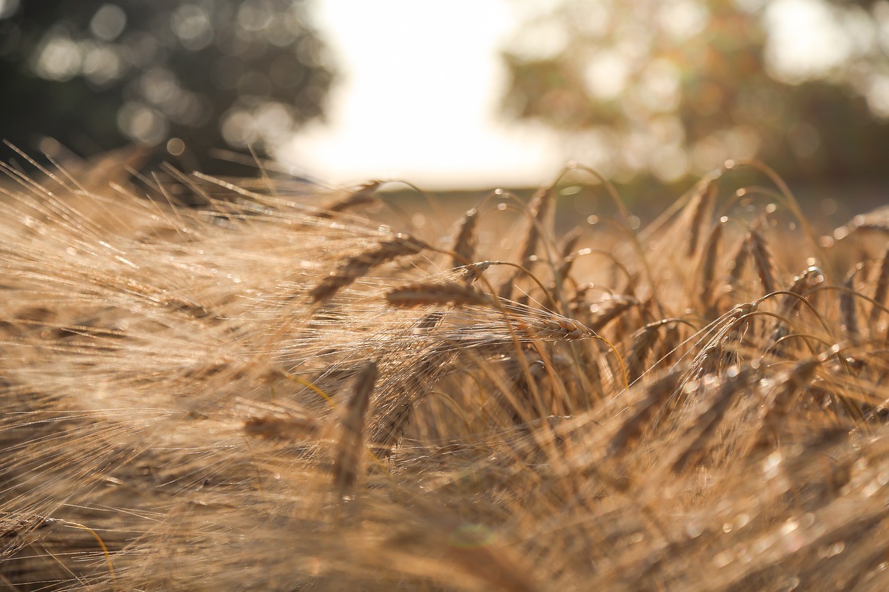 barley summer field free photo