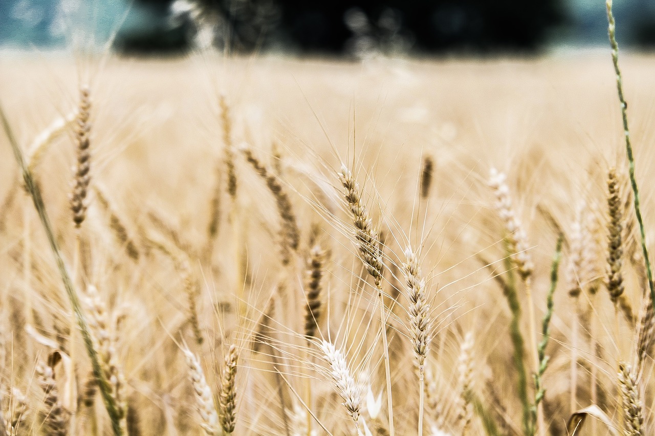 barley close-up crops free photo