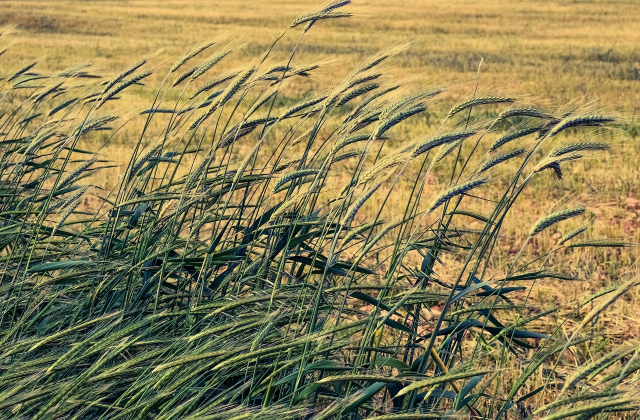 barley cereals wind free photo