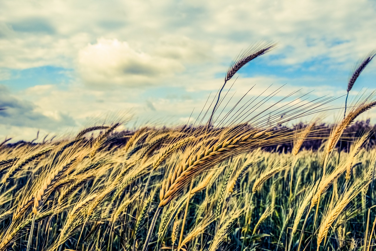 barley cereals wind free photo