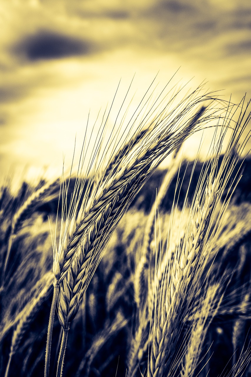 barley cereals agriculture free photo