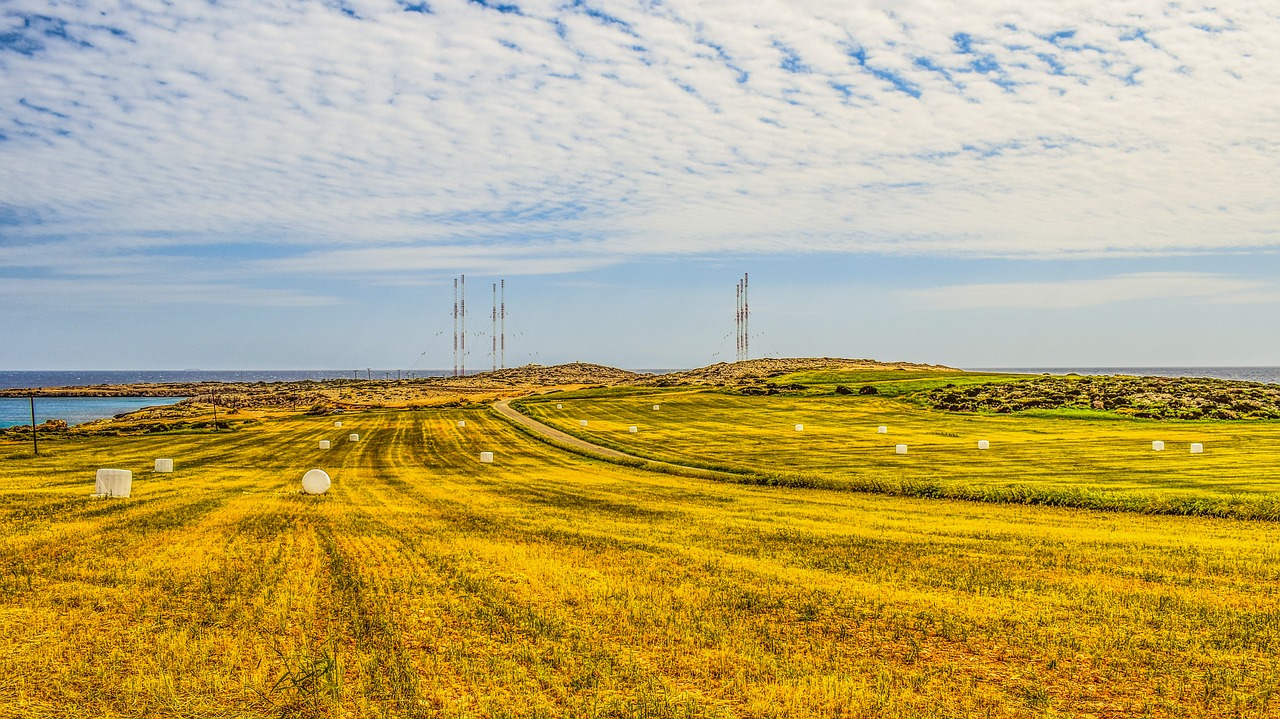 barley field harvest free photo