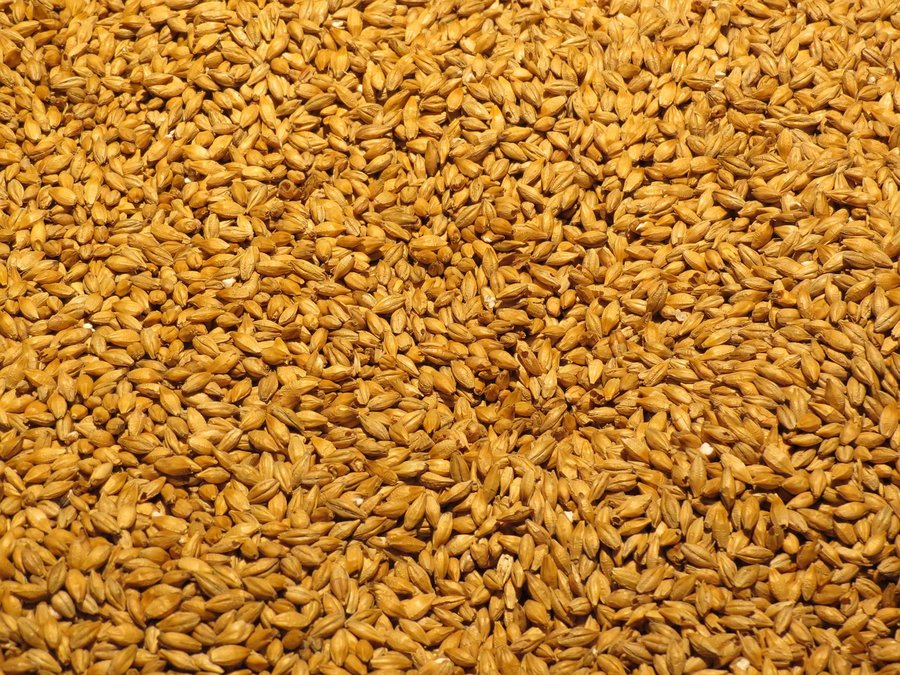 barley malt grain free photo