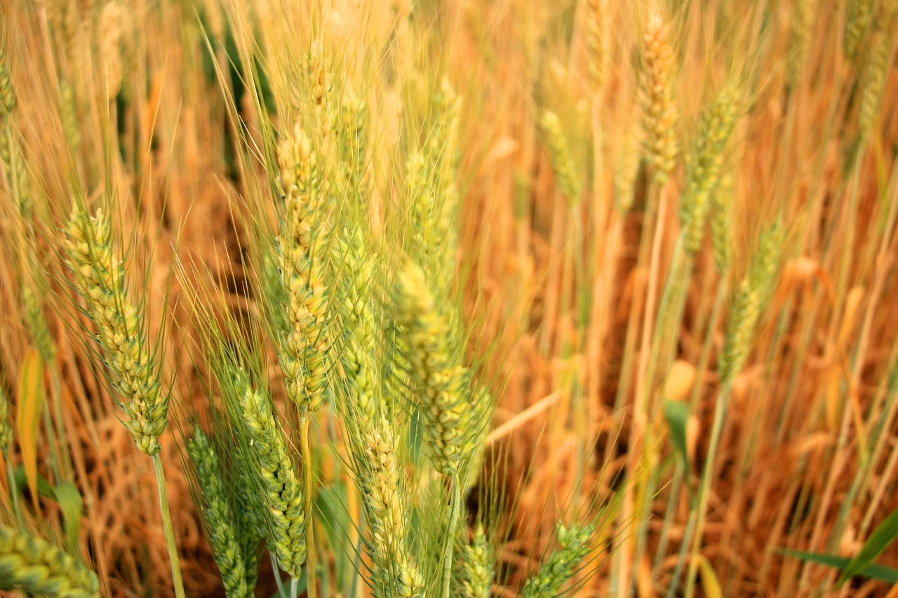 barley beer rice free photo