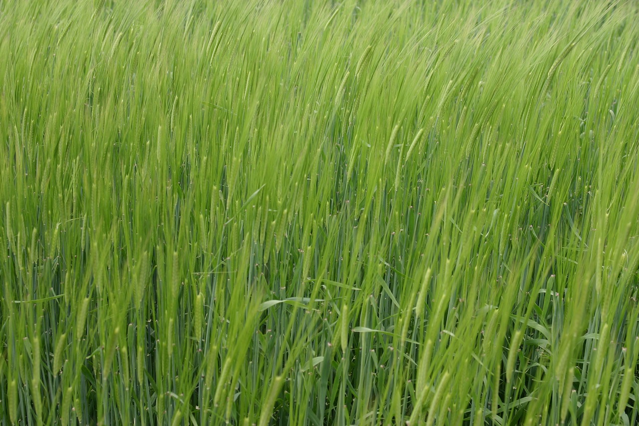 barley spring may free photo