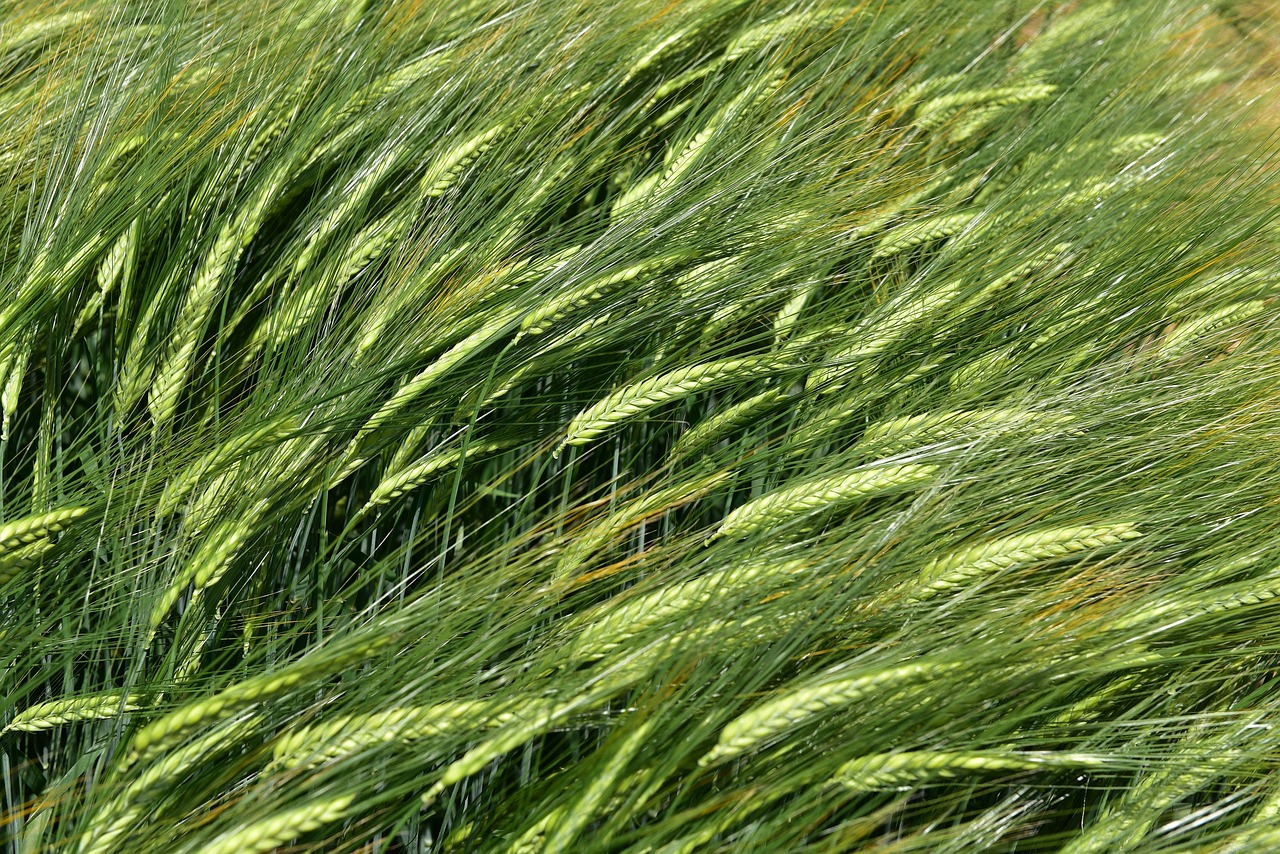 barley by chaitanya k crop free photo