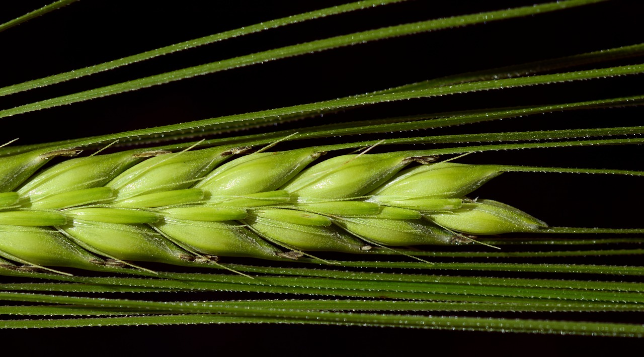 barley close cereals free photo