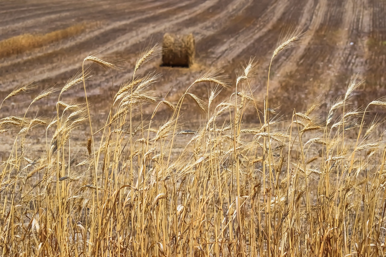 barley plant agriculture free photo