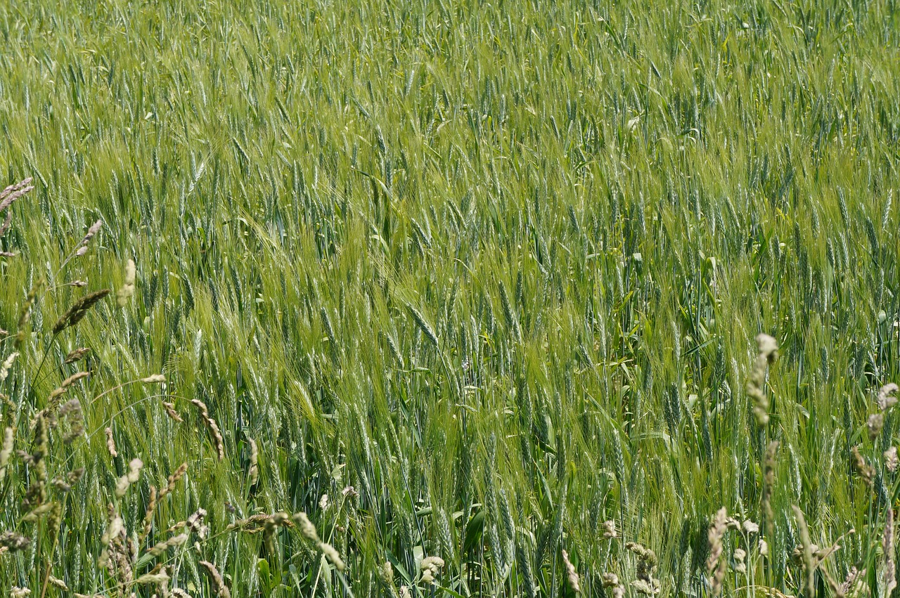 barley field cereals free photo