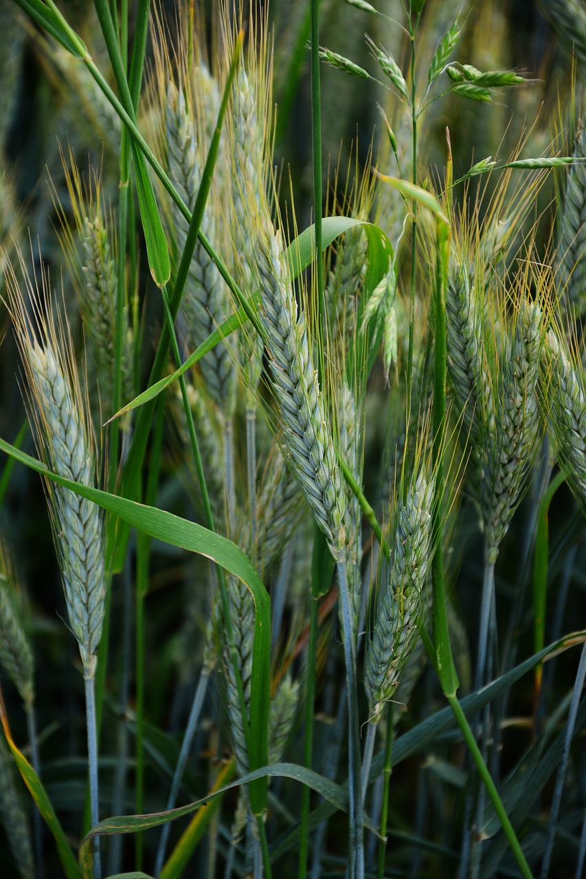 barley cereals cornfield free photo