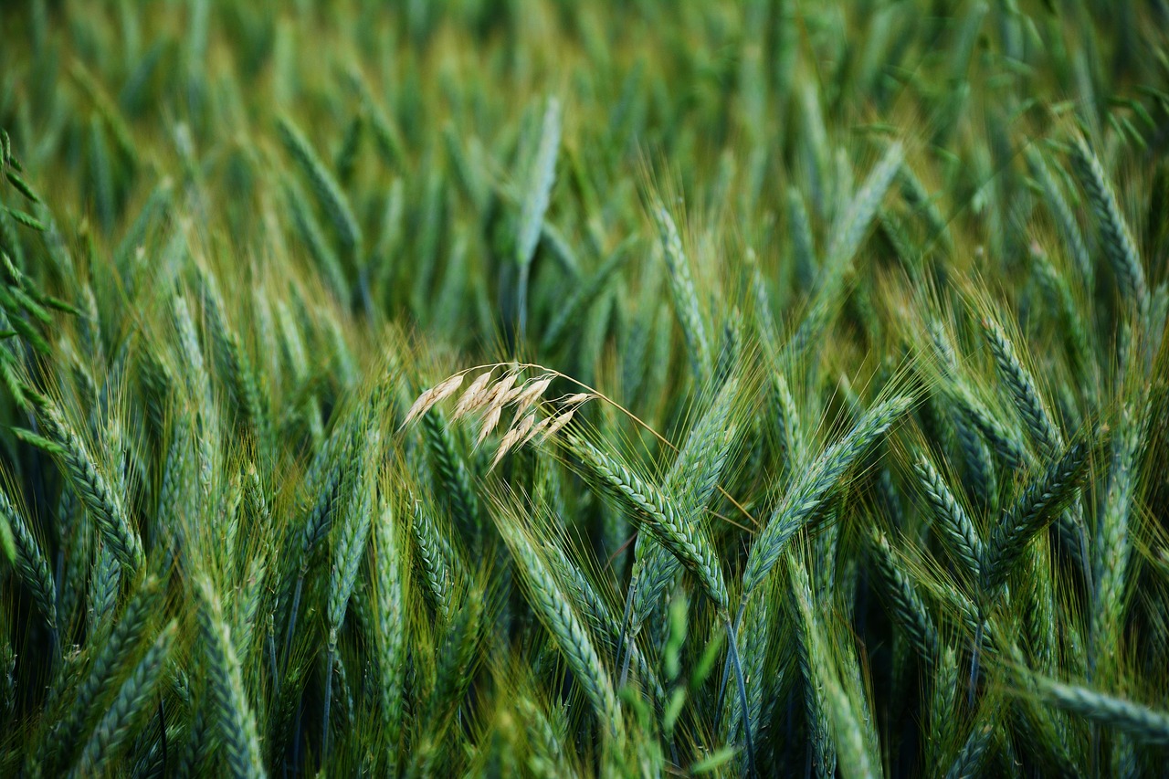 barley cereals oats free photo