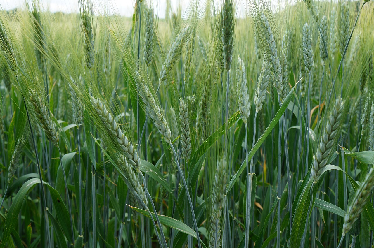 barley field cereals free photo