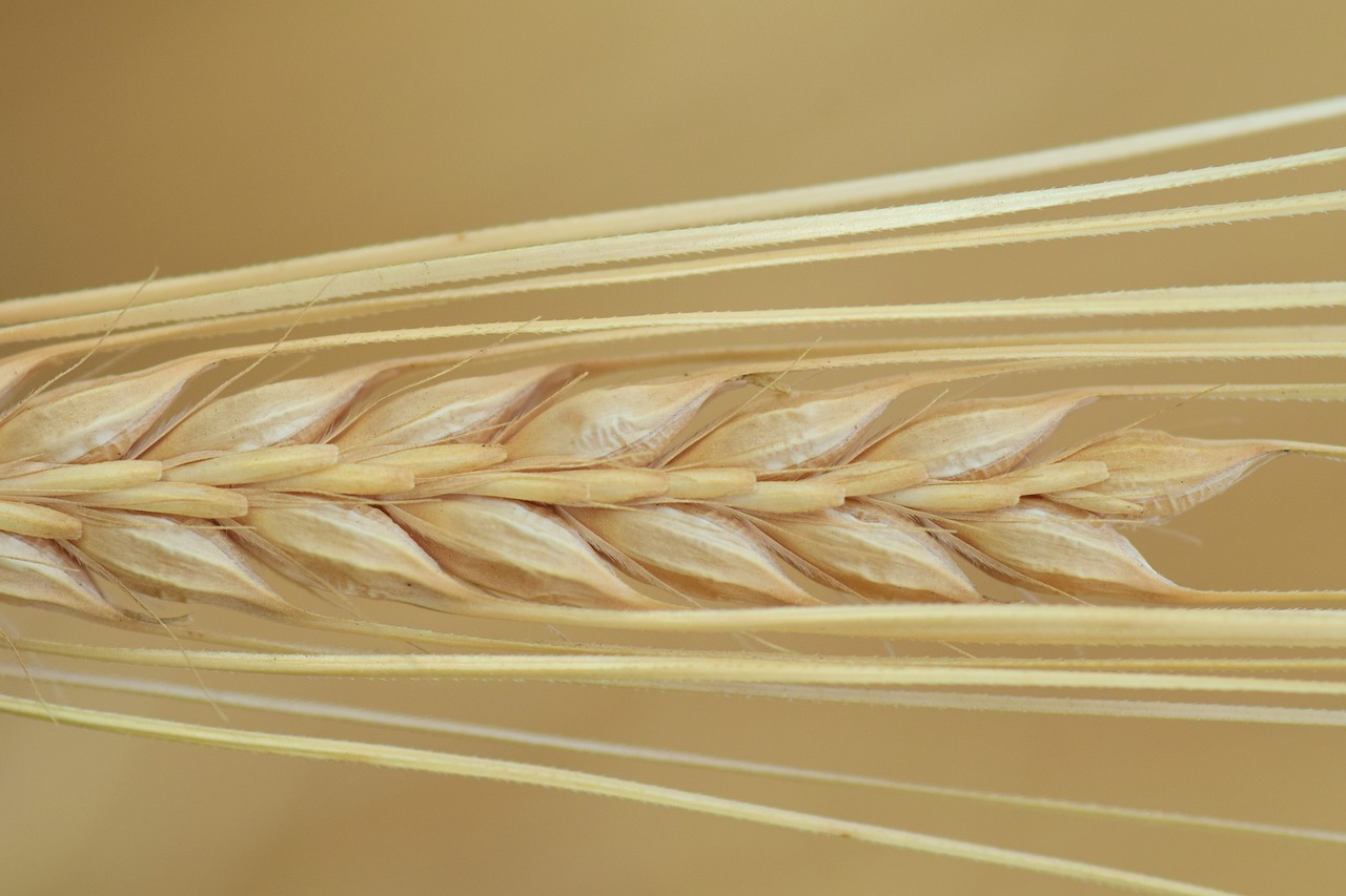 barley close ear free photo