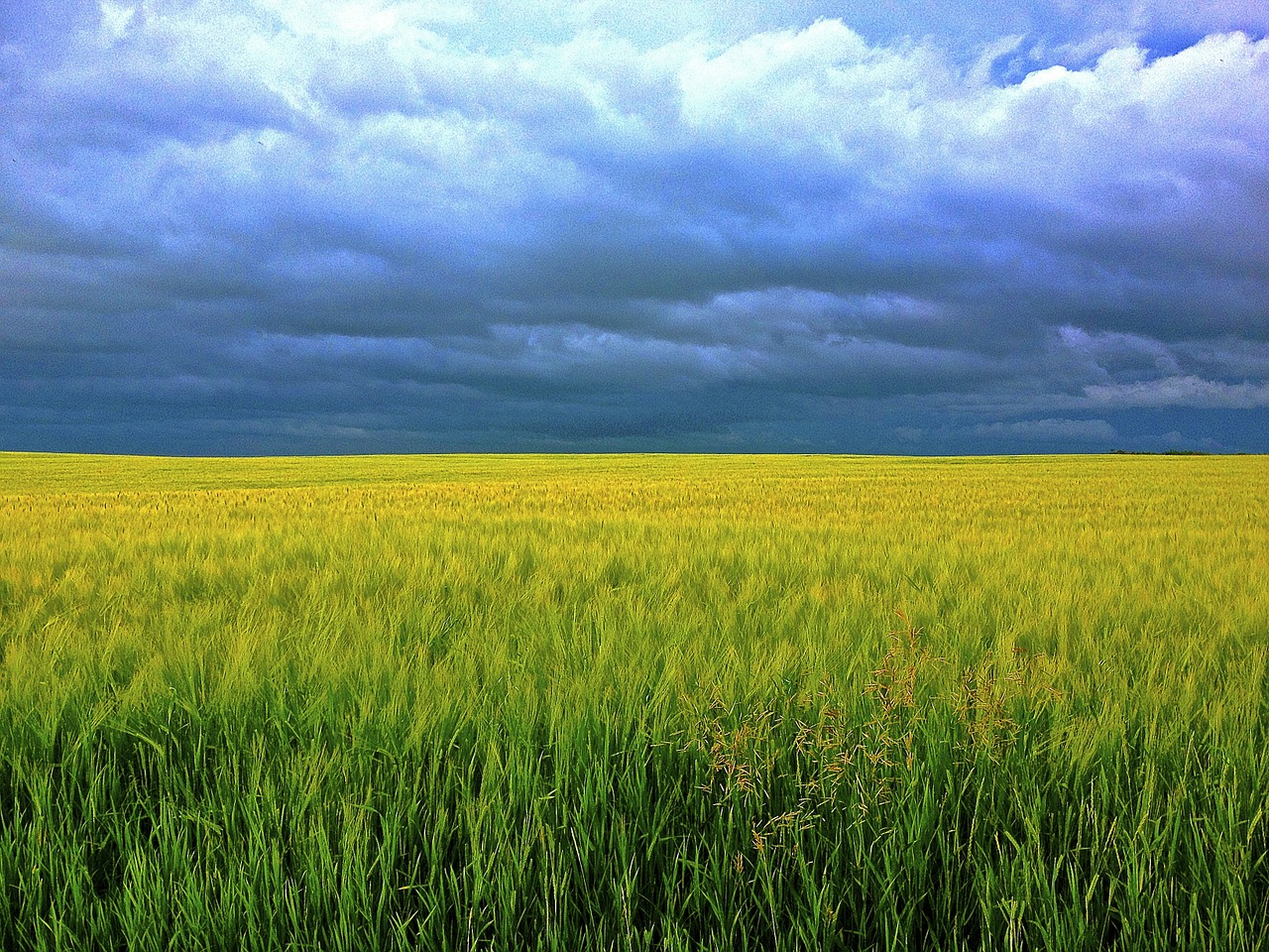 barley grass clouds free photo