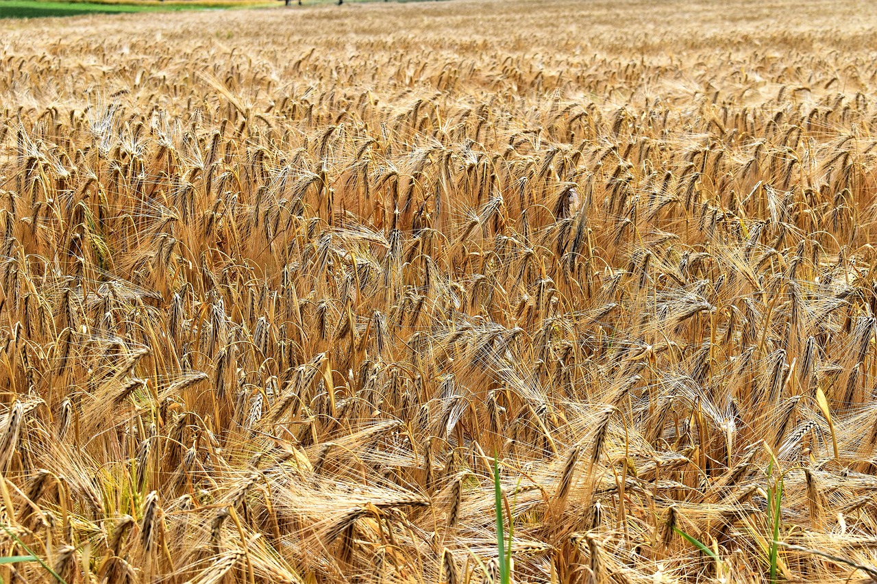 barley cereals arable free photo